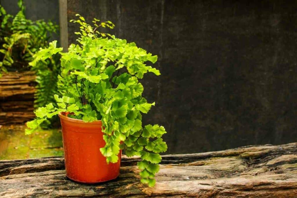 Southern Maidenhair fern