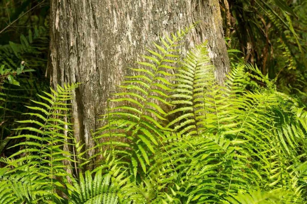 Southern shield fern