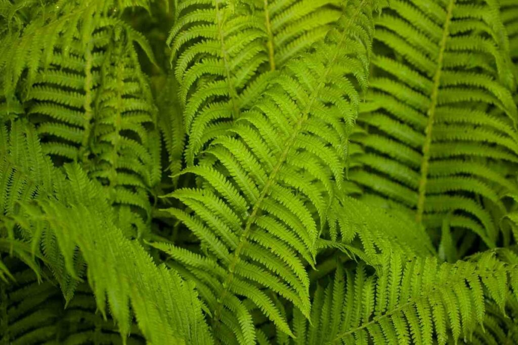 Southern Wood fern plant hardy fern variety