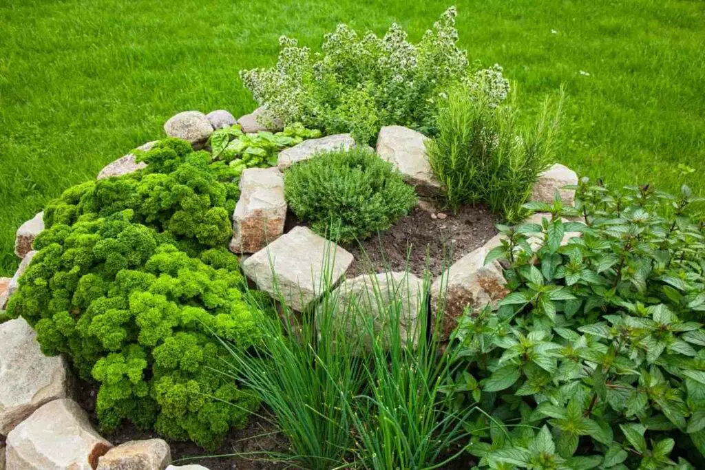 Spiral herb rock garden design