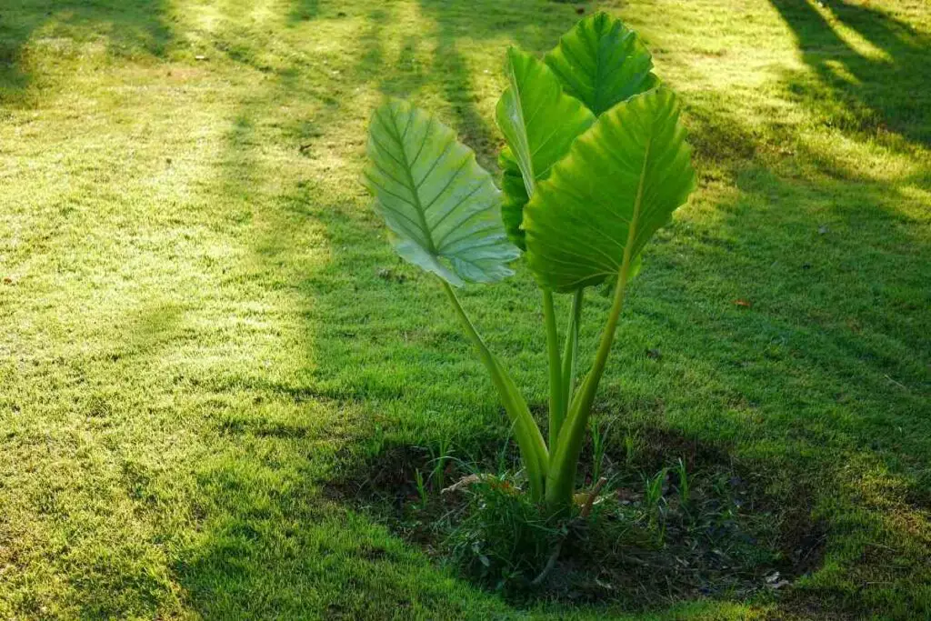How to stop Elephant Ear plant dripping water