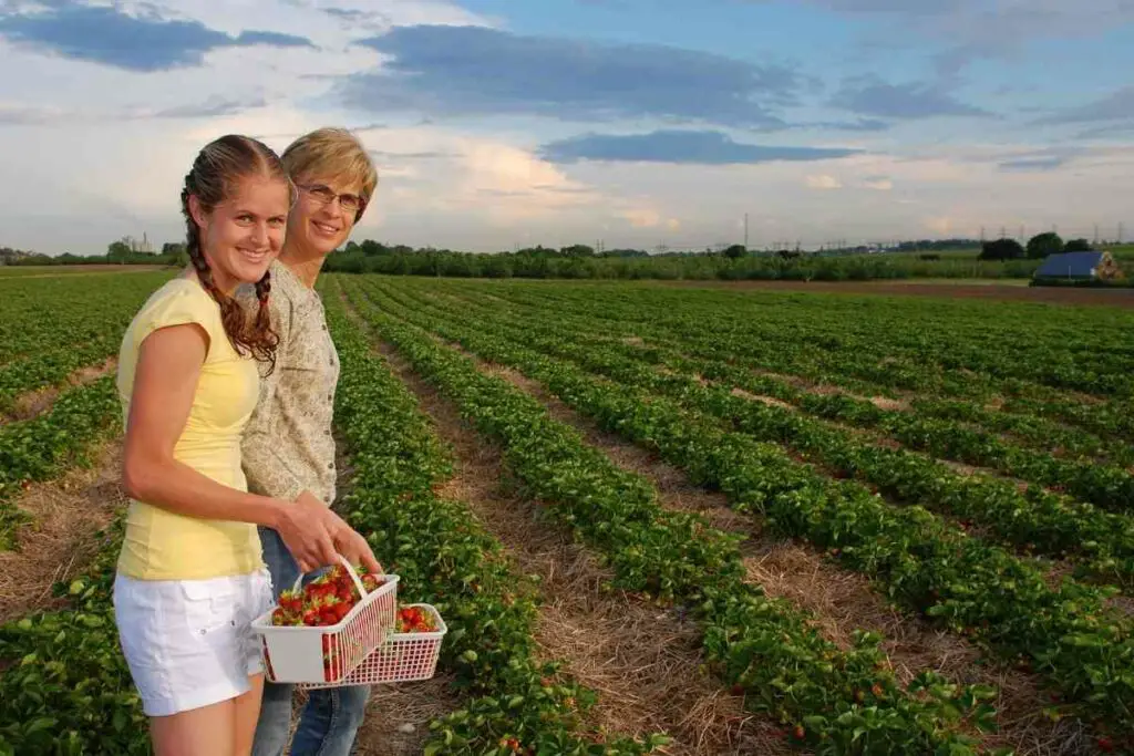 Strawberries grow well in Ohio