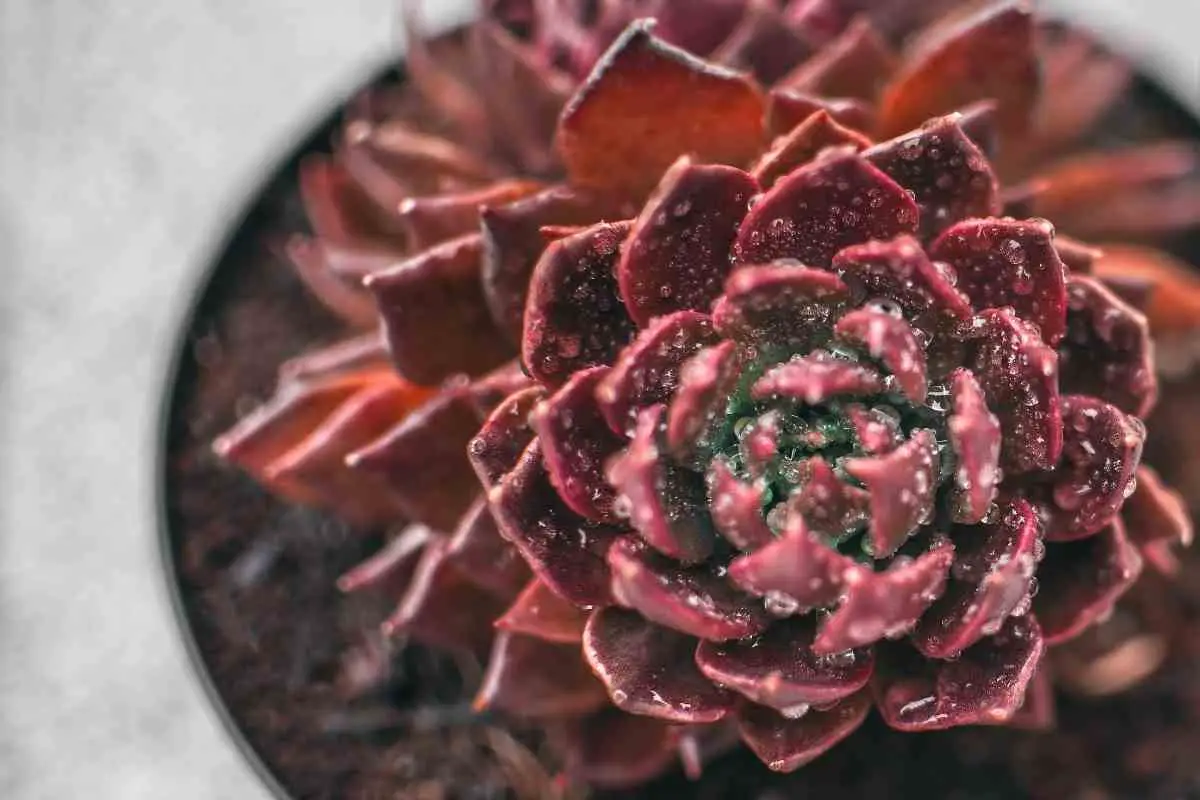 10 Succulents With Beautiful Red Flowers