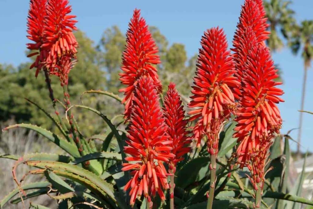 Torch aloe red flower