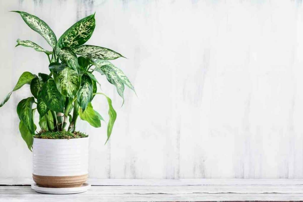 Tropic Snow Dumb Cane with big leaves