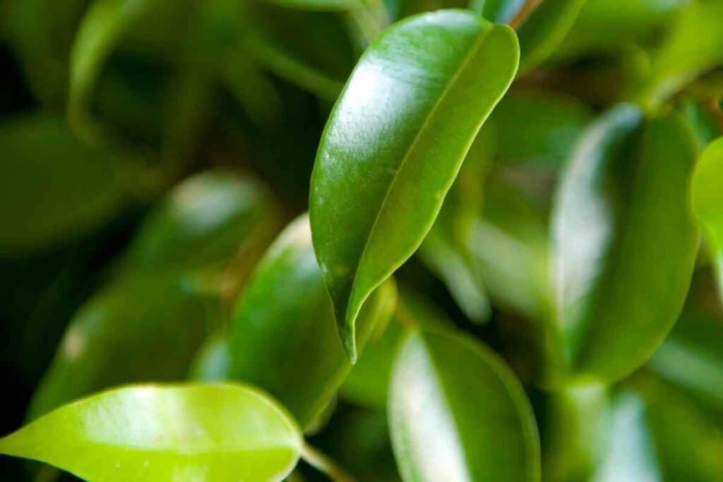 Ficus Benjamina plant