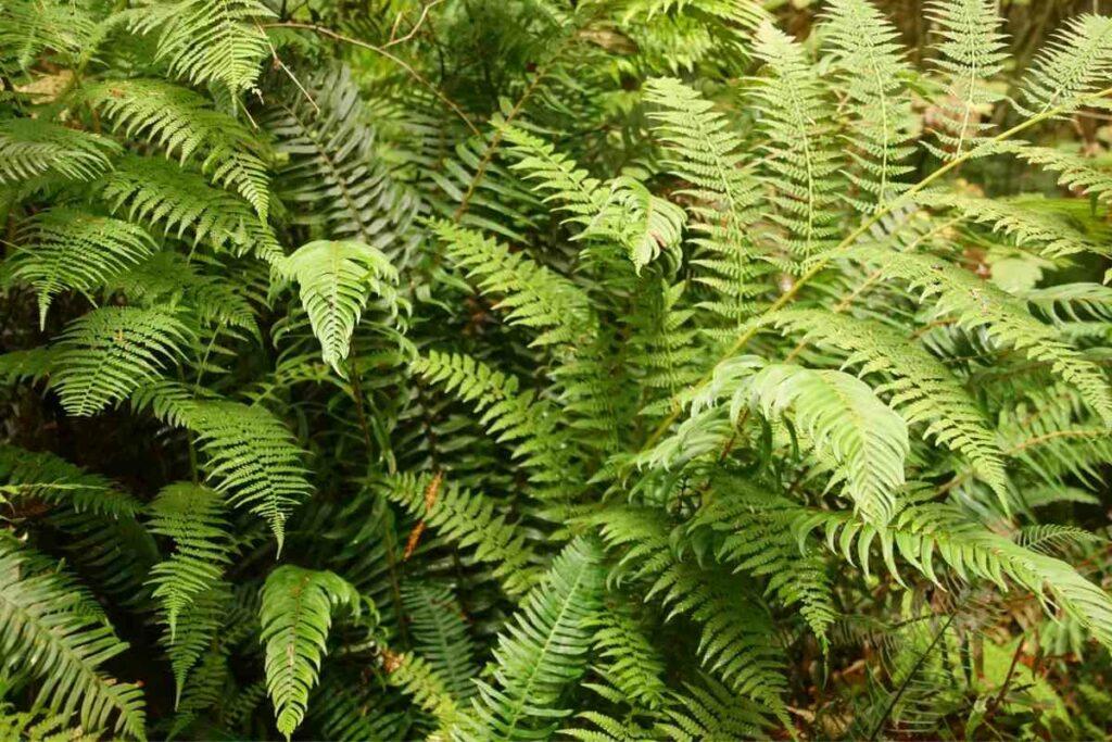 Western Sword fern hardy fern variety