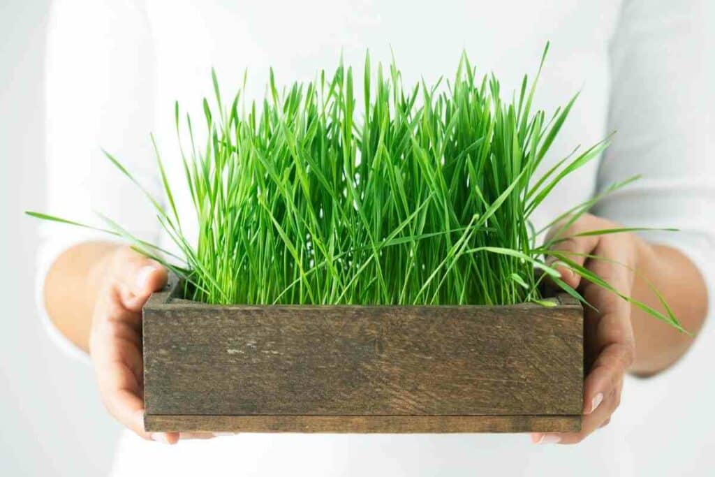 Wheatgrass plants