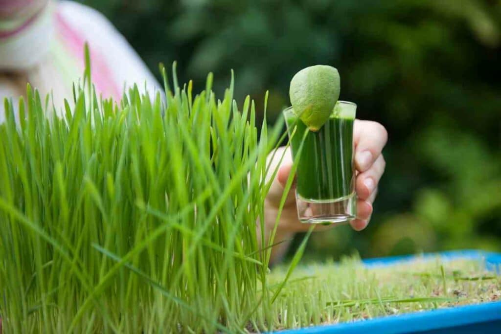 Wheatgrass juice benefits