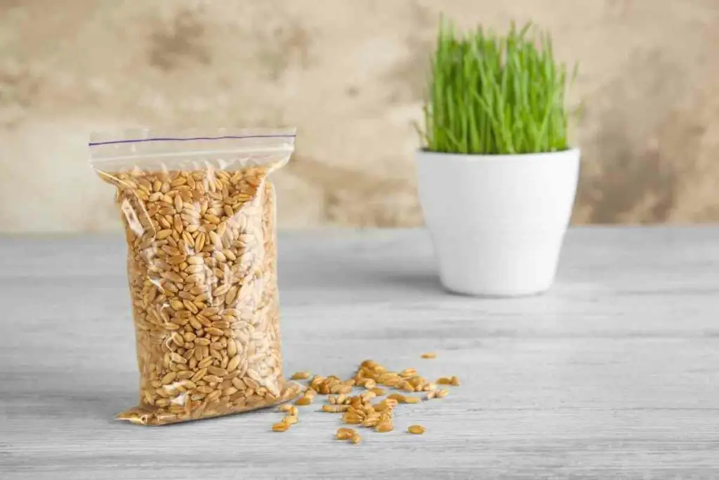 Wheatgrass seeds sprouting tips