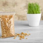 Wheatgrass seeds sprouting tips