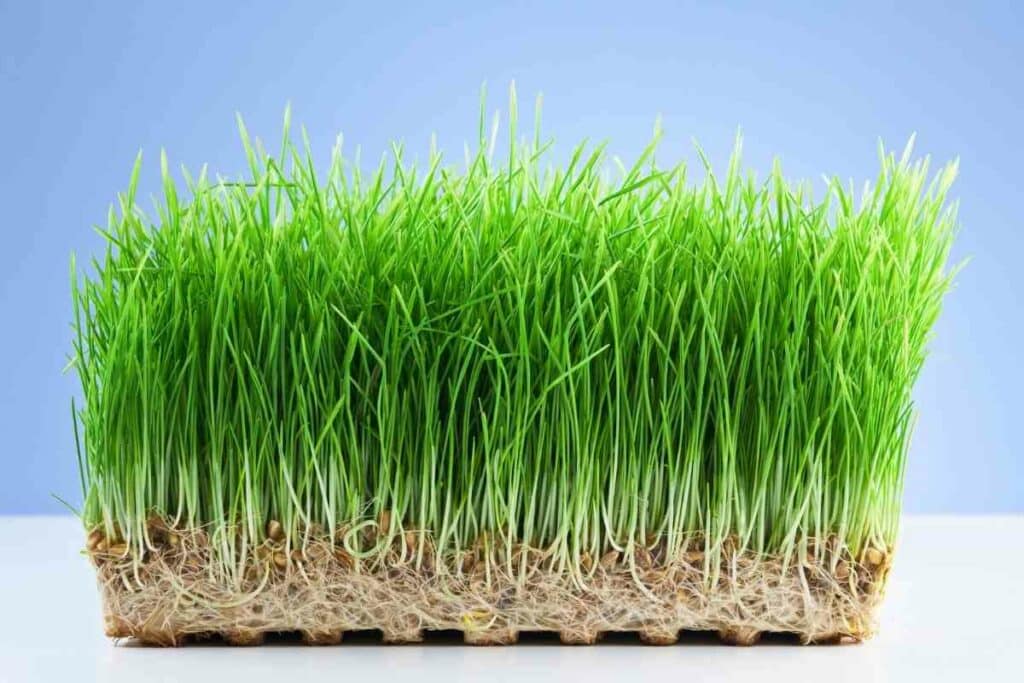 Using Wheatgrass tips