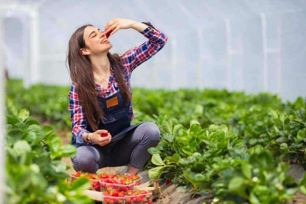 How Often Should You Water Strawberry Plants (Pots & Ground) Gardenia