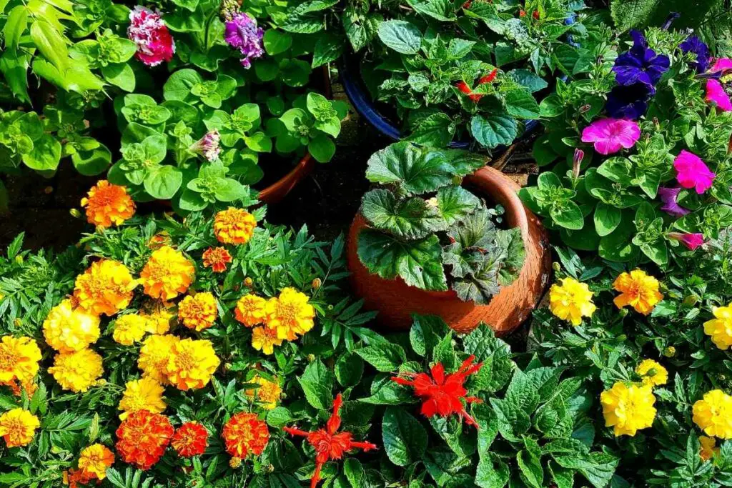 colourful patio plants