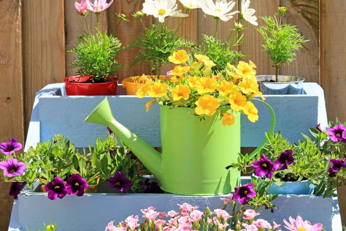 How to arrange potted plants on a patio Gardenia Organic
