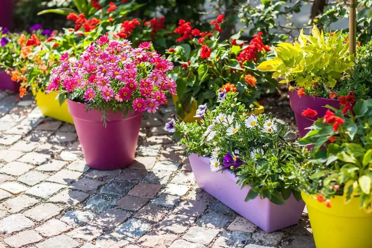 How to arrange potted plants on a patio