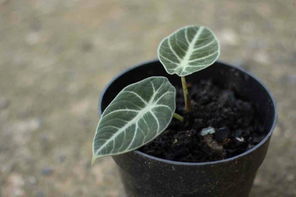 Black Velvet Alocasia Reginula