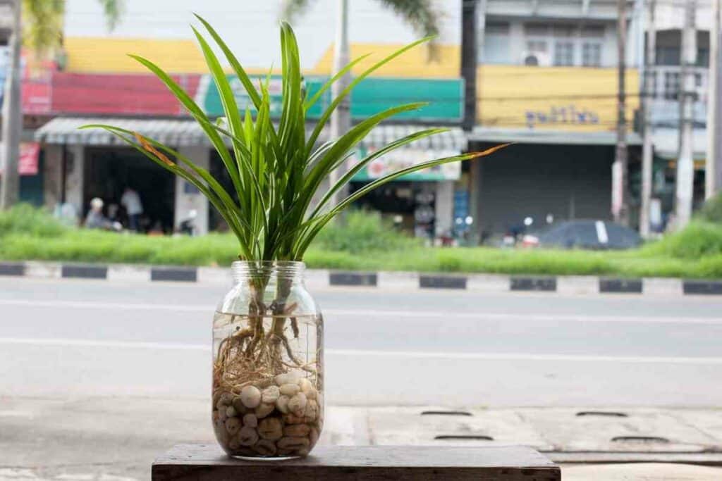 Pandan plant leaves and roots