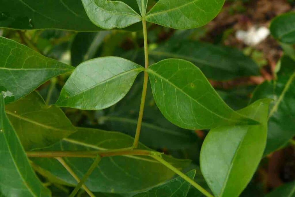 aegle marmelos leaves prune