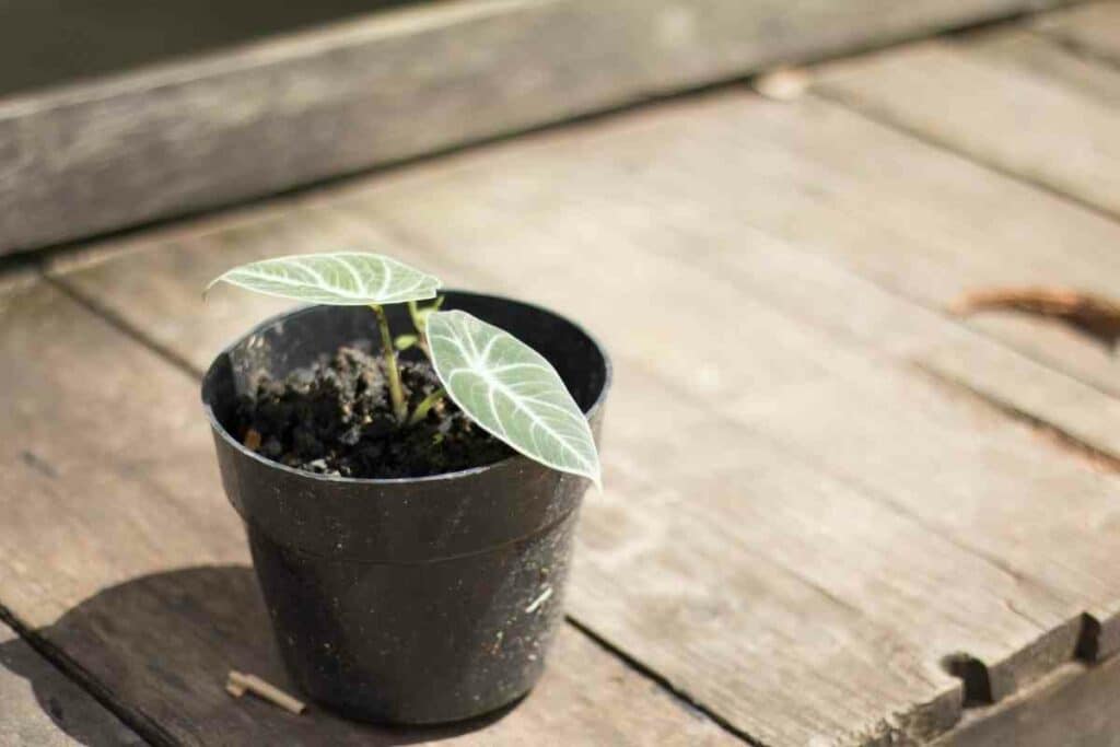 Growing for Alocasia Black Velvet