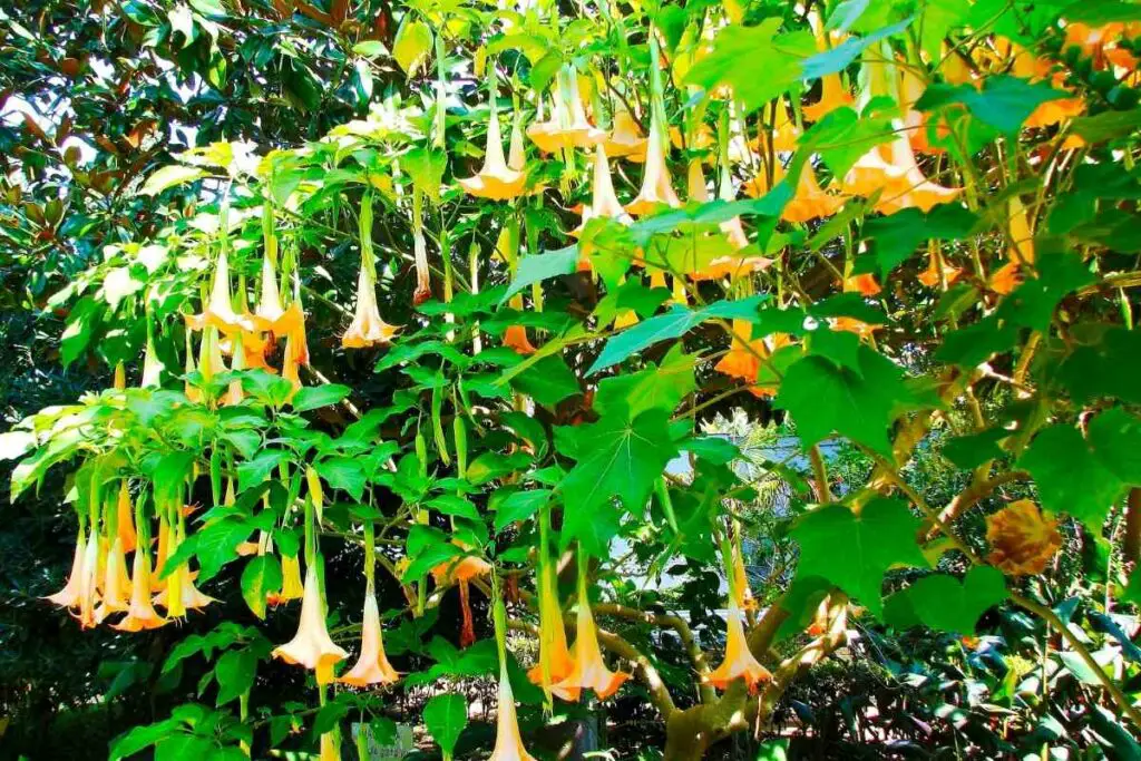 Angel's trumpet has big leaves and flowers