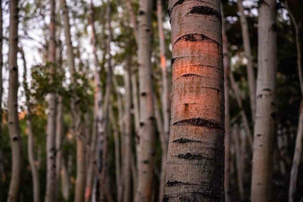 Aspen tree for campfires