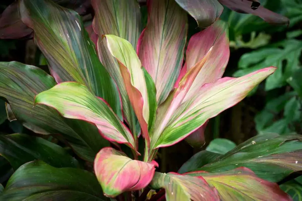 Healthy Cordyline leaves