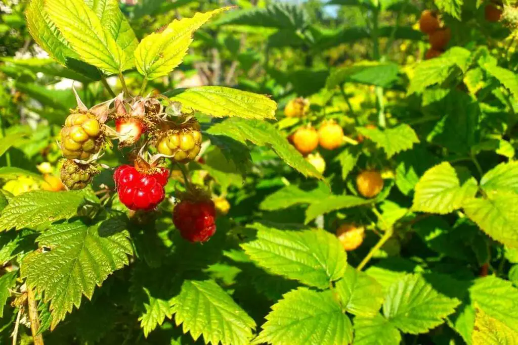 Light conditions for raspberries in Texas