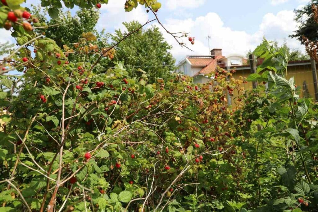 Planting raspberries in Texas