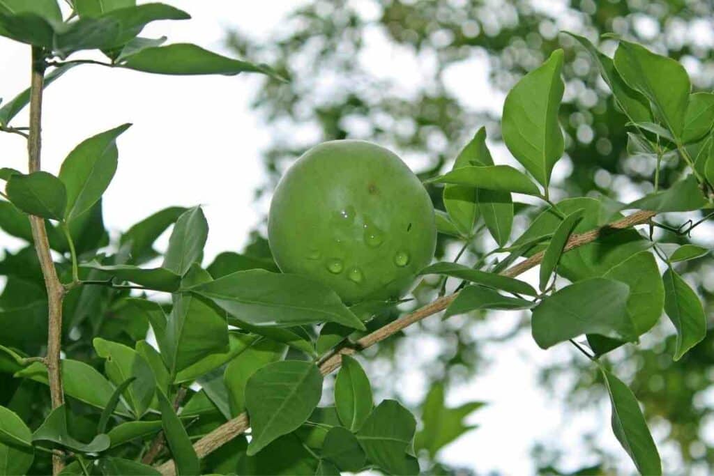 Bilva trees special meaning in culture