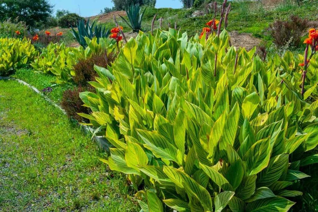 Canna big leaves and nice flowers