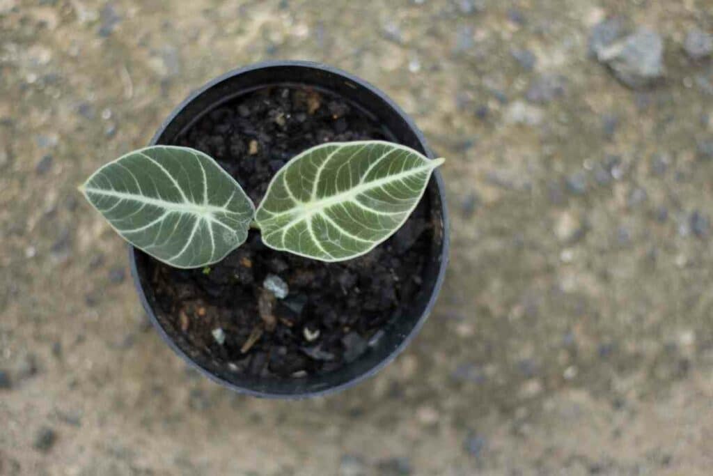 Caring tips Alocasia Black Velvet poisonous