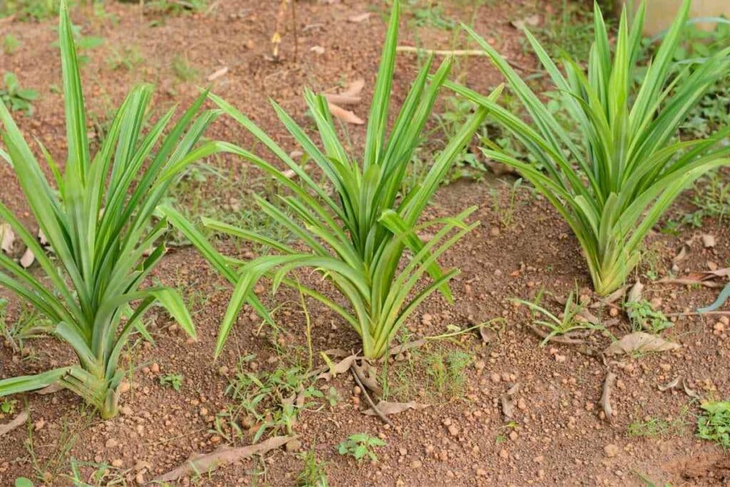 Caring for Pandanus amaryllifolius