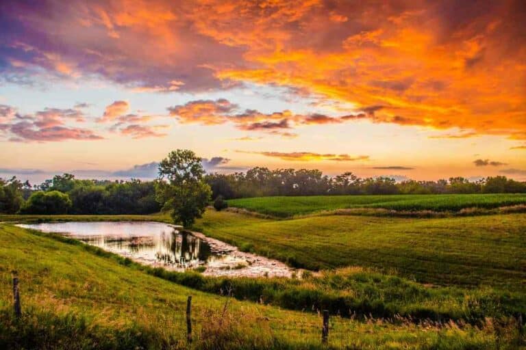 Complete Guide to Farm Ponds Gardenia Organic