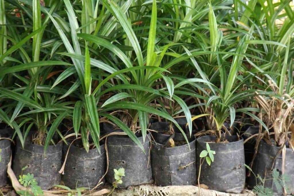 Pandanus amaryllifolius