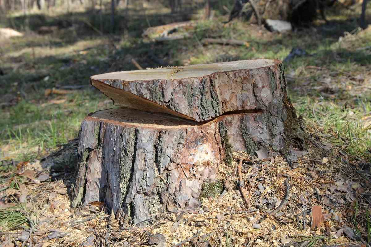 Do Copper Nails Really Kill Tree Stumps? Gardenia Organic