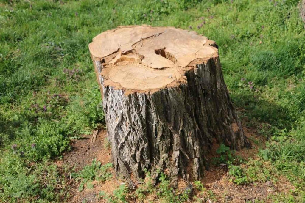 Getting rid of tree stump with copper nails