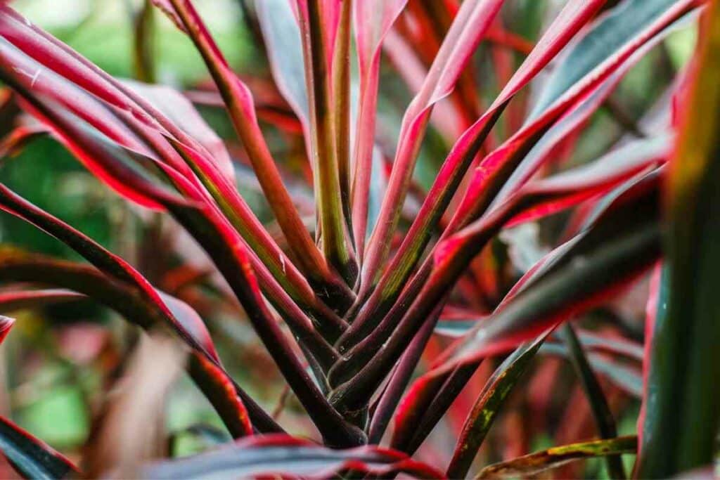 Apply fertilizer Cordyline