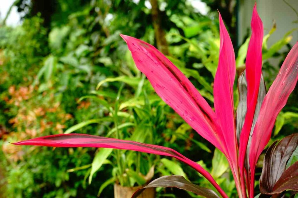 Cordyline issues guide