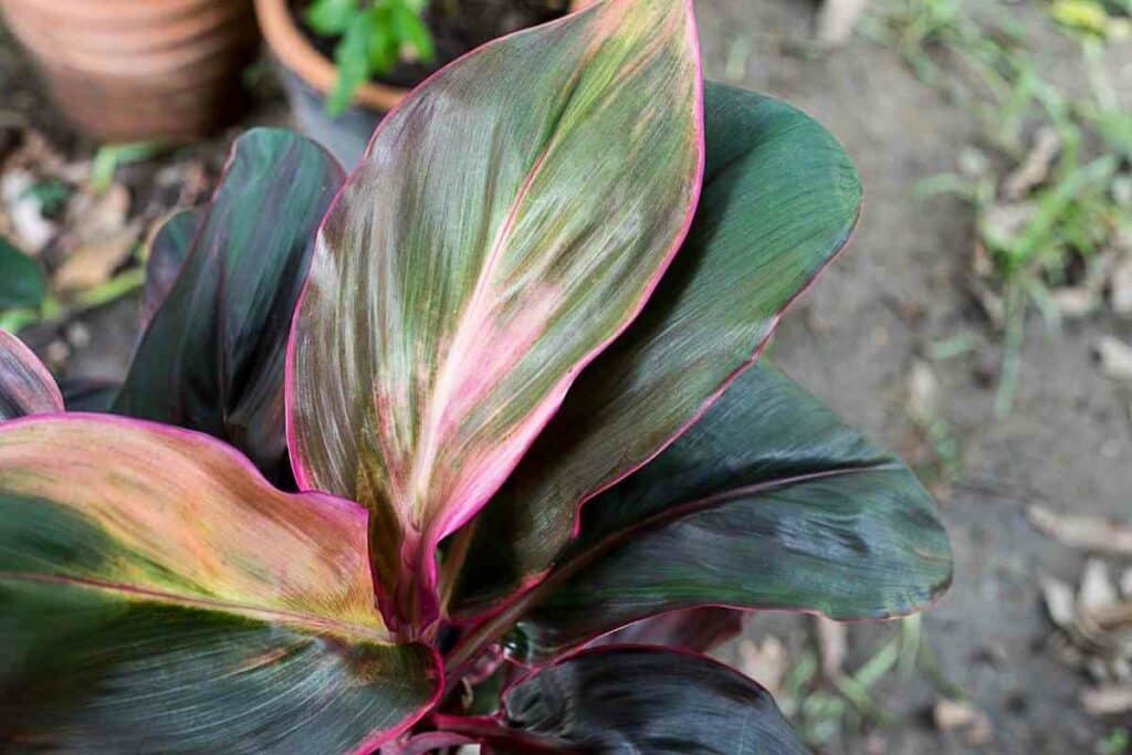 Outside Cordyline