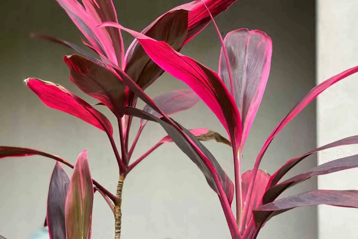 Cordyline Problems: Common Issues and Cures