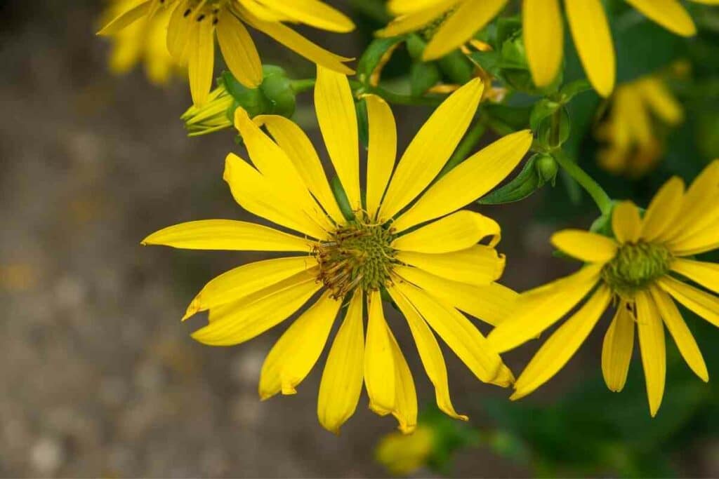 Cup plant yellow flowers