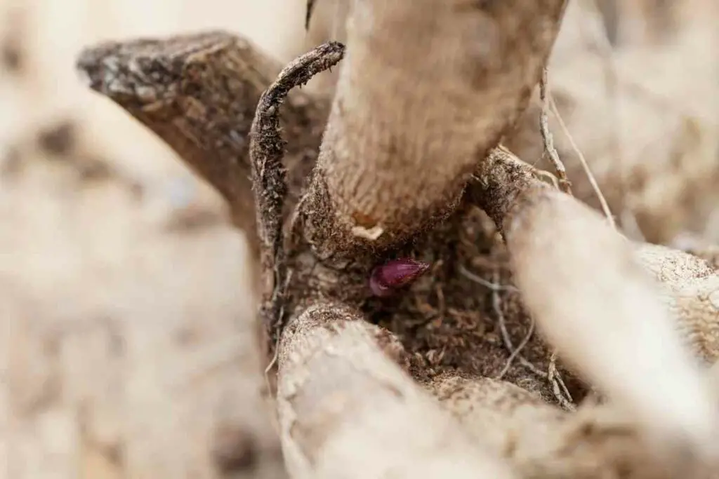 The importance of Dahlia tubers