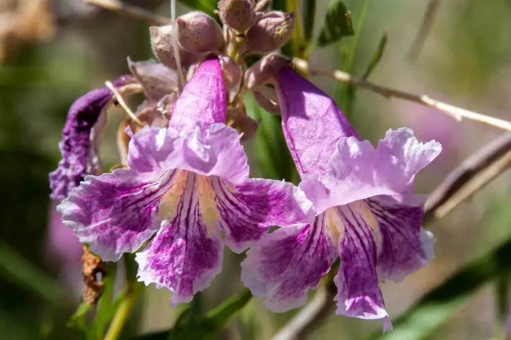 Chilopsis Linearis purple flower tree