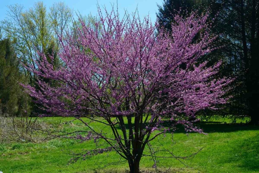 Cercis Canadensis tree with purple flowers