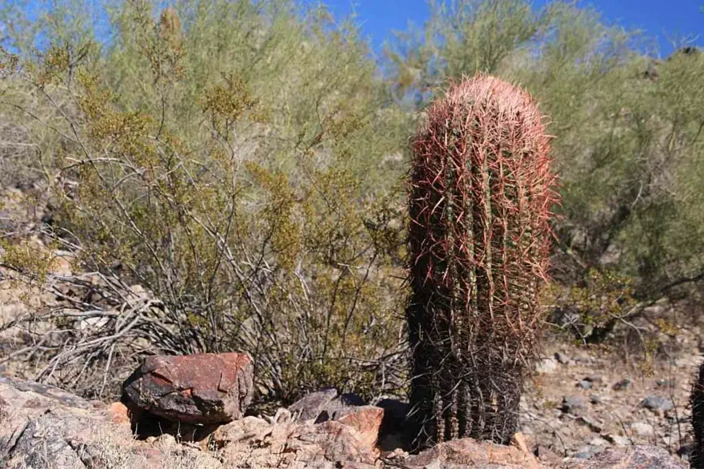 Fishhook barrel tall cactus