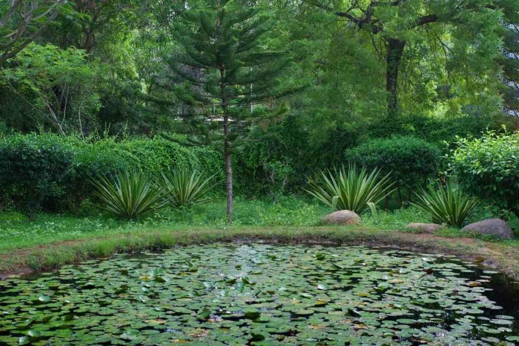 Garden ponds can overflow 