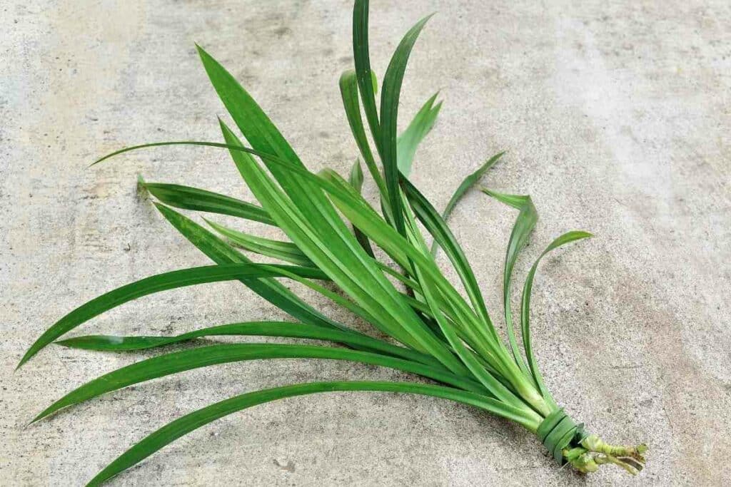 Grow pandan plant cuttings guide