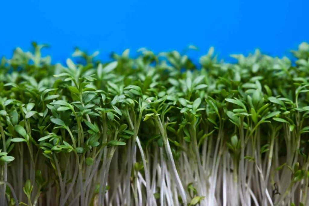 Grower guide for Watercress without soil