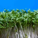 Grower guide for Watercress without soil